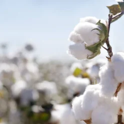 Organic Dream Certified Organic Cotton Mini 2-Stage Crib & Toddler Mattress -Baby Furniture Store GUEST 0a297120 a9b8 4199 89b7 8650636fcf2b